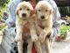Labrador Retriever Puppies for sale in California City, California. price: $800