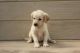 Labrador Retriever Puppies for sale in California City, California. price: $800