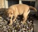 Labrador Retriever Puppies for sale in Fredericksburg, OH 44627, USA. price: $850