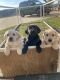 Labrador Retriever Puppies for sale in Rockwall, Texas. price: $550