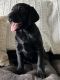 Labrador Retriever Puppies for sale in Fredericksburg, OH 44627, USA. price: $1,000