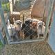 Labrador Retriever Puppies for sale in San Antonio, TX, USA. price: NA