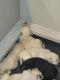 Labrador Retriever Puppies for sale in Butte, Montana. price: $900