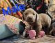 Labrador Retriever Puppies for sale in Litchfield, MI 49252, USA. price: $500