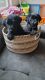 Labrador Retriever Puppies for sale in Visalia, California. price: $1,100