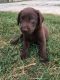 Labrador Retriever Puppies for sale in Effingham, Illinois. price: $100