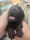 Labrador Retriever Puppies for sale in Aynor, SC, USA. price: $800