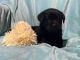 Labrador Retriever Puppies for sale in Charlotte, Michigan. price: $1,500