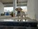 Labrador Retriever Puppies for sale in Secunderabad, Telangana. price: 20,000 INR
