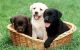 Labrador Retriever Puppies for sale in Los Angeles, California. price: $400