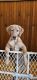 Labrador Retriever Puppies for sale in Duluth, Minnesota. price: $2,000