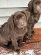 Labrador Retriever Puppies for sale in Indian Head, Maryland. price: $1,200