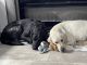 Labrador Retriever Puppies for sale in Alvin, Texas. price: $500