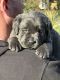 Labrador Retriever Puppies for sale in Orangevale, California. price: $2,500