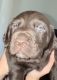 Labrador Retriever Puppies for sale in Houston, Texas. price: $500