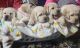 Labrador Retriever Puppies for sale in North Attleboro, Massachusetts. price: $750
