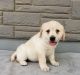 Labrador Retriever Puppies for sale in New Orleans, Louisiana. price: $400