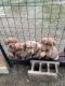 Labrador Retriever Puppies for sale in Thompsonville, IL 62890, USA. price: $100