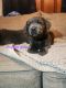 Labrador Retriever Puppies for sale in Springfield, Ohio. price: $400