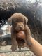 Labrador Retriever Puppies for sale in Broaddus, Texas. price: $500