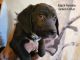 Labrador Retriever Puppies for sale in Attica, Michigan. price: $500