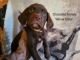 Labrador Retriever Puppies for sale in Attica, Michigan. price: $500