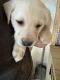 Labrador Retriever Puppies for sale in Coldwater, Michigan. price: $850