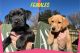 Labrador Retriever Puppies for sale in Fort Worth, Texas. price: $900