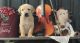 Labrador Retriever Puppies for sale in Vale, OR 97918, USA. price: $900