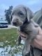 Labrador Retriever Puppies for sale in Muskego, Wisconsin. price: $1,000