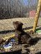 Labrador Retriever Puppies for sale in Martinsville, Virginia. price: $750