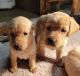 Labrador Retriever Puppies for sale in Indianapolis, Indiana. price: $514