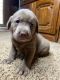Labrador Retriever Puppies for sale in Salt Lake City, Utah. price: $500