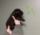 Labrador Retriever Puppies for sale in Stroudsburg, PA 18360, USA. price: $1,800