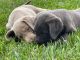 Labrador Retriever Puppies for sale in Philadelphia, Pennsylvania. price: $500