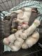 Labrador Retriever Puppies for sale in Foley, Alabama. price: $600