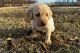 Labrador Retriever Puppies for sale in Boston, Massachusetts. price: NA