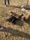 Labrador Retriever Puppies for sale in Susanville, California. price: $750