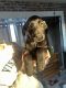 Labrador Retriever Puppies for sale in Valparaiso, Indiana. price: $300
