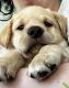 Labrador Retriever Puppies for sale in Troup, Texas. price: $1,500