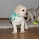Labrador Retriever Puppies for sale in Providence, Rhode Island. price: NA