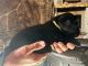 Labrador Retriever Puppies for sale in Prattville, Alabama. price: $1,300
