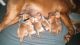 Labrador Retriever Puppies for sale in Lenoir, North Carolina. price: $1,500
