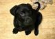 Labrador Retriever Puppies for sale in Round Lake, Illinois. price: $600