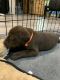 Labrador Retriever Puppies for sale in Chewelah, Washington. price: $1,000