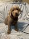 Labrador Retriever Puppies for sale in Askov, Minnesota. price: $850