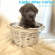 Labrador Retriever Puppies for sale in Dover, Delaware. price: $1,600