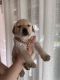 Labrador Retriever Puppies for sale in Chatsworth, California. price: $1,000