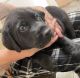 Labrador Retriever Puppies for sale in Santa Clarita, California. price: $800