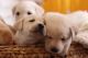 Labrador Retriever Puppies for sale in Beaumont, California. price: $500